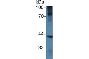 Western Blot; Sample: Human BXPC3 cell lysate; Primary Ab: 2µg/ml Rabbit Anti-Human NKX6-1 Antibody Second Ab: 0.