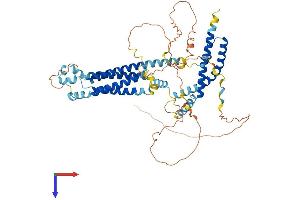 AlphaFold protein structure predicition of Human Recombinant MARVELD2 Protein, UniprotID Q8N4S9