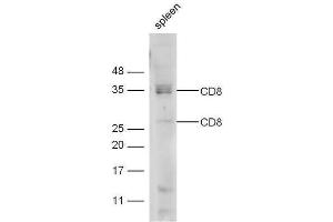 Mouse spleen lysate probed with Anti-CD8 Polyclonal Antibody  at 1:5000 90min in 37˚C.