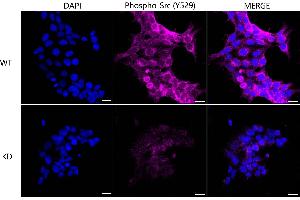 Immunocytochemical staining of Hela cells using PA2G4 antibody (ABIN7799917), 1:1,000), Top panel: wild-type (WT), Bottom panal: PA2G4 shRNA knockdown (KD). (Recombinant PA2G4 anticorps)