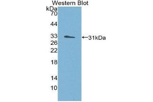 Western Blotting (WB) image for anti-Structure Specific Recognition Protein 1 (SSRP1) (AA 6-246) antibody (ABIN1980509) (SSRP1 anticorps  (AA 6-246))