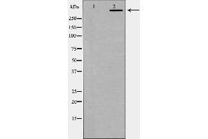 Western blot analysis of DNA PK expression in K562 cells. (PRKDC anticorps  (C-Term))