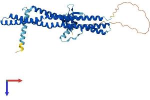 AlphaFold protein structure predicition of Human Recombinant SH3GLB1 Protein, UniprotID Q9Y371