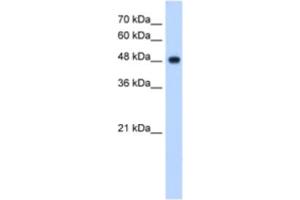 Western Blotting (WB) image for anti-NADH Dehydrogenase (Ubiquinone) Flavoprotein 1, 51kDa (NDUFV1) antibody (ABIN2463171) (NDUFV1 anticorps)