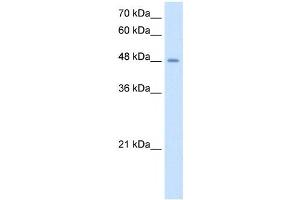 TMPRSS11D antibody used at 2. (TMPRSS11D anticorps  (N-Term))