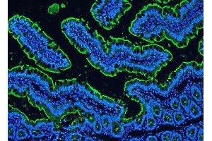 IF analysis of Villi using anti-Villi antibody (ABIN3042343) Villi was detected in paraffin-embedded section of rat intestine tissues. (Villin 1 anticorps  (C-Term))