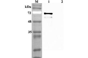 Western blot analysis using anti-Sirtuin 1 (human), pAb  at 1:4'000 dilution. (SIRT1 anticorps)