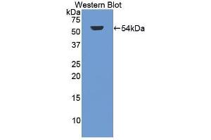 Western Blotting (WB) image for anti-Glycogen Synthase Kinase 3 alpha (GSK3a) (AA 115-409) antibody (ABIN3210123) (GSK3 alpha anticorps  (AA 115-409))