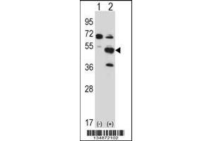 Western blot analysis of Pxk using rabbit polyclonal Mouse Pxk Antibody using 293 cell lysates (2 ug/lane) either nontransfected (Lane 1) or transiently transfected (Lane 2) with the Pxk gene. (PXK anticorps  (AA 164-193))