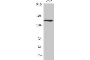 Western Blotting (WB) image for anti-rho Guanine Nucleotide Exchange Factor (GEF) 10 (ARHGEF10) (Internal Region) antibody (ABIN3173874) (ARHGEF10 anticorps  (Internal Region))