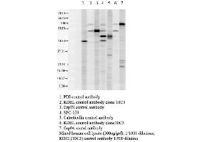 Western blot analysis of Human Cell line lysates showing detection of KDEL protein using Rabbit Anti-KDEL Polyclonal Antibody . (KDEL anticorps  (PerCP))