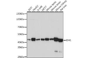 Western blot analysis of extracts of various cell lines, using IDH1 Rabbit mAb (ABIN7268027) at 1:1000 dilution. (IDH1 anticorps)