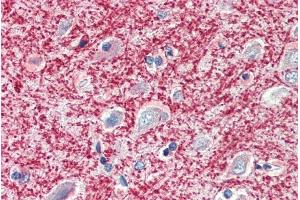 ABIN185363 (5µg/ml) staining of paraffin embedded Human Cortex.