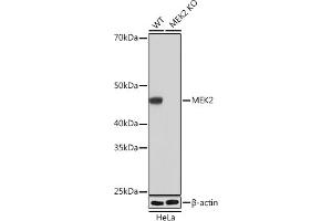 Western blot analysis of extracts from wild type (WT) and MEK2 knockout (KO) HeLa cells, using MEK2 antibody (ABIN7268639) at 1:1000 dilution.