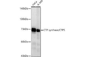 Western blot analysis of extracts of various cell lines, using CTP synthase/CTPS antibody (ABIN7266536) at 1:500 dilution.