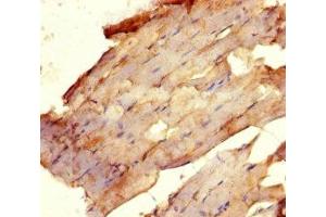 Immunohistochemistry of paraffin-embedded human skeletal muscle tissue using ABIN7175081 at dilution of 1:100 (USF1 anticorps  (AA 3-310))