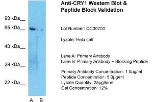 Host: Rabbit  Target Name: CRY1  Sample Tissue: Hela Whole cell  Lane A:  Primary Antibody Lane B:  Primary Antibody + Blocking Peptide Primary Antibody Concentration: 1 µg/mL Peptide Concentration: 5 µg/mL Lysate Quantity: 41 µg/laneGel Concentration:. (CRY1 anticorps  (N-Term))