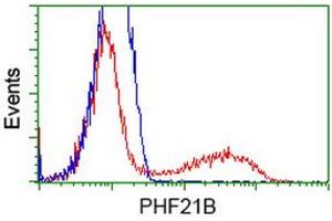 HEK293T cells transfected with either RC204284 overexpress plasmid (Red) or empty vector control plasmid (Blue) were immunostained by anti-PHF21B antibody (ABIN2454697), and then analyzed by flow cytometry. (PHF21B anticorps)
