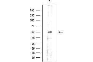 Western blot analysis of lysates from Rat testis, using SF3B4 Mouse Monoclonal Antibody at 1/1000 dilution.