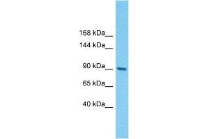 Host:  Rabbit  Target Name:  E2F7  Sample Type:  SP2/0 Whole Cell lysates  Antibody Dilution:  0.