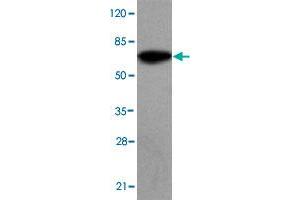 Western blot analysis of SMYD4 monoclonal antibody  at 1 : 2000 dilution interacts with recombinant SMYD4 protein with a GST tag. (SMYD4 anticorps  (C-Term))