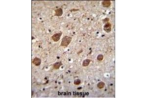 KCTD8 Antibody (C-term) (ABIN655546 and ABIN2845055) immunohistochemistry analysis in formalin fixed and paraffin embedded human brain tissue followed by peroxidase conjugation of the secondary antibody and DAB staining. (KCTD8 anticorps  (C-Term))