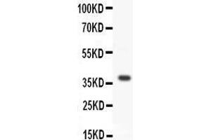 Anti-WNT3A antibody, Western blotting All lanes: Anti WNT3A  at 0.