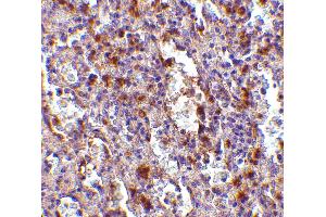 Immunohistochemistry (IHC) image for anti-ORAI Calcium Release-Activated Calcium Modulator 1 (ORAI1) (N-Term) antibody (ABIN1031496)