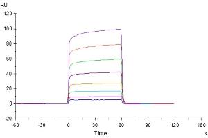 Trastuzumab captured on CM5 Chip via Protein A can bind Cynomolgus Fc gamma RIIB, His Tag with an affinity constant of 2.