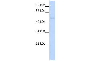WB Suggested Anti-WNT2B Antibody Titration:  0. (WNT2B anticorps  (N-Term))