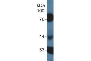Detection of HCII in Porcine Kidney lysate using Polyclonal Antibody to Heparin Cofactor II (HCII)