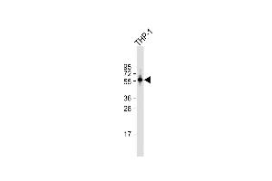 Anti-PDE1B Antibody (C-term) at 1:1000 dilution + THP-1 whole cell lysate Lysates/proteins at 20 μg per lane. (PDE1B anticorps  (C-Term))