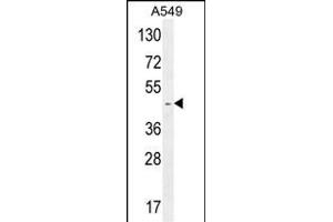 RBMX2 Antibody (C-term) (ABIN654753 and ABIN2844435) western blot analysis in A549 cell line lysates (35 μg/lane). (RBMX2 anticorps  (C-Term))