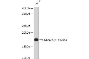 Western blot analysis of extracts of HeLa cells, using CDKN2A/p16INK4a Rabbit mAb (ABIN6131541, ABIN6139280, ABIN6139282 and ABIN7101380) at 1:1000 dilution.