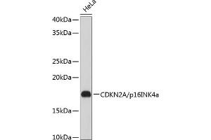 Western blot analysis of extracts of HeLa cells, using CDKN2A/p16INK4a Rabbit mAb (ABIN6131541, ABIN6139280, ABIN6139282 and ABIN7101380) at 1:1000 dilution. (CDKN2A anticorps)