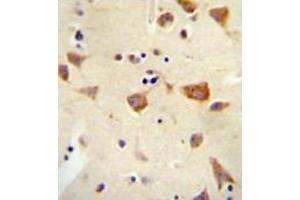 Immunohistochemistry analysis in formalin fixed and paraffin embedded human brain tissue reacted with OR2Z1 Antibody (N-term) followed which was peroxidase conjugated to the secondary antibody and followed by DAB staining. (OR2Z1 anticorps  (N-Term))