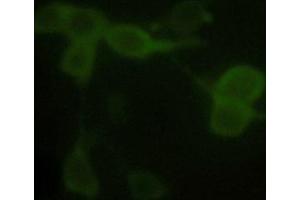 Immunofluorescence analysis of 293 cells Primay antibody: 1 µg/mL Anti-alpha tubulin Monoclonal Antibody (Mouse) (ABIN387714) Secondary antibody: Fluorescein Conjugated Affinity Purified Anti-Mouse IgG (H&L) (Goat) (1: 1,000) (DYKDDDDK Tag anticorps  (HRP))