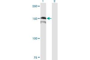 Western Blot analysis of PRDM15 expression in transfected 293T cell line by PRDM15 MaxPab polyclonal antibody. (PRDM15 anticorps  (AA 1-1141))