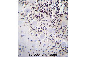 HIST1H2AB Antibody (N-term) (ABIN656986 and ABIN2846169) immunohistochemistry analysis in formalin fixed and paraffin embedded human cerebellum tissue followed by peroxidase conjugation of the secondary antibody and DAB staining.