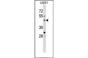Western blot analysis of PLEKHO2 Antibody (N-term) in U251 cell line lysates (35ug/lane). (PLEKHO2 anticorps  (N-Term))