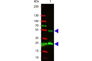 Rabbit anti-Goat IgG (Heavy & Light Chain) antibody (Atto 532) - Preadsorbed