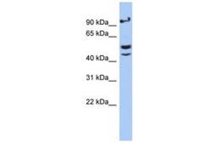 Image no. 1 for anti-V-Set and Immunoglobulin Domain Containing 1 (VSIG1) (AA 71-120) antibody (ABIN6743896)