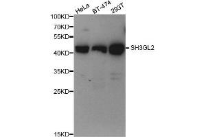 Western Blotting (WB) image for anti-Endophilin-A1 (SH3G2) antibody (ABIN1876902) (SH3G2 anticorps)