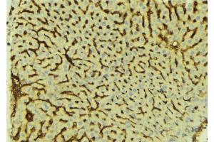 ABIN6276609 at 1/100 staining Mouse liver tissue by IHC-P. (ATP6AP1 anticorps  (Internal Region))