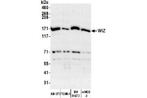 Western Blotting (WB) image for anti-Zinc Finger Protein 803 (ZNF803) (AA 1601-1651) antibody (ABIN7452669)