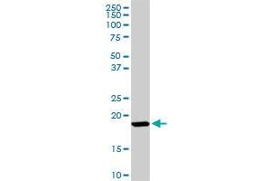 ISG15 MaxPab rabbit polyclonal antibody.