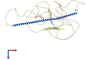 Syntabulin (Syntaxin-Interacting) (SYBU) (AA 1-663) protein (His tag)