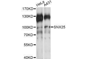 Western blot analysis of extracts of various cell lines, using SNX25 antibody (ABIN6291213) at 1:1000 dilution. (SNX25 anticorps)