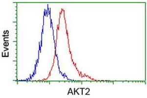 Image no. 5 for anti-V-Akt Murine Thymoma Viral Oncogene Homolog 2 (AKT2) antibody (ABIN1496564) (AKT2 anticorps)