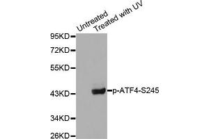 Western blot analysis of extracts from HeLa cells using Phospho-ATF4-S245 antibody (ABIN2987890). (ATF4 anticorps  (pSer245))